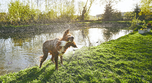 hond-in-het-water