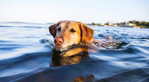 Ruffwear-coolinggear