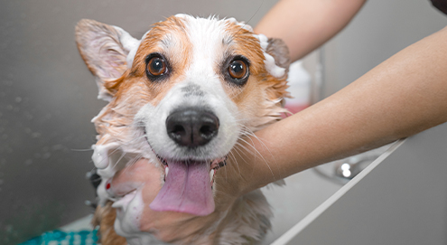 hond wassen