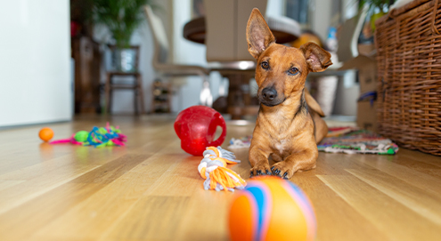 Hund mit Spielzeug