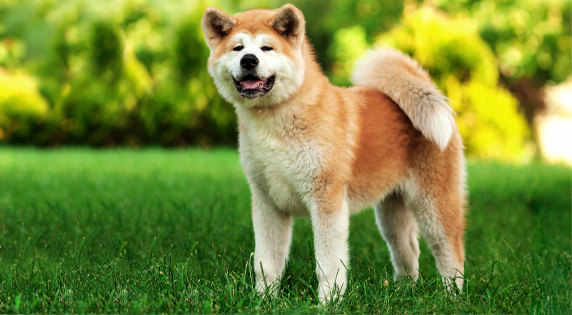 Akita in het groen