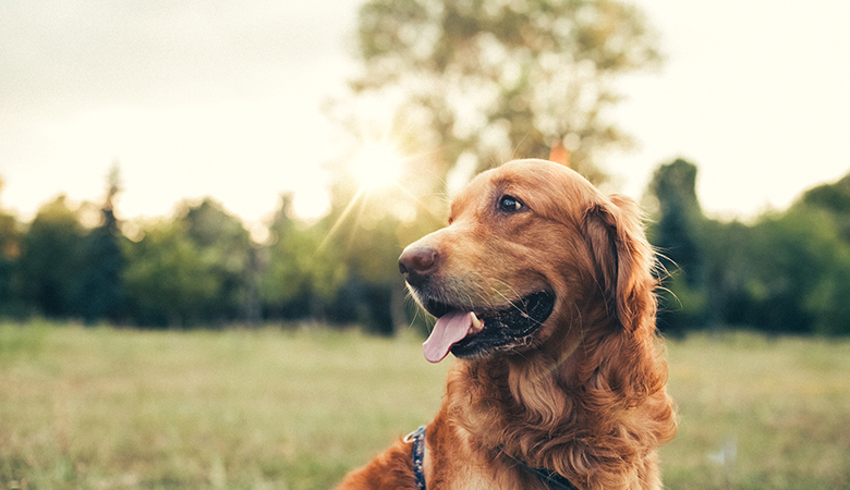 hond met tong uit te de bek