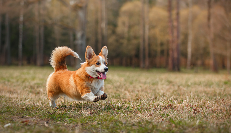 rennende hond met tong uit zijn bek