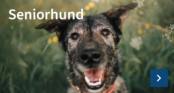 hundefoder