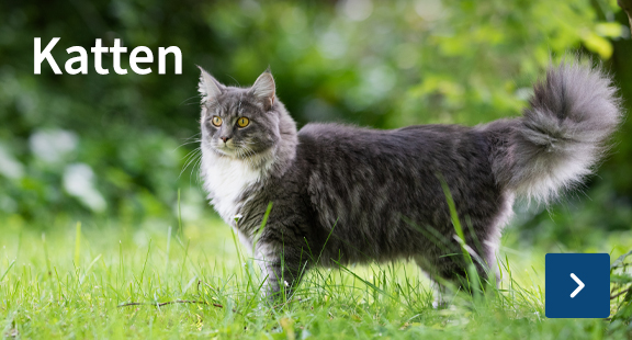 Aanbiedingen voor katten