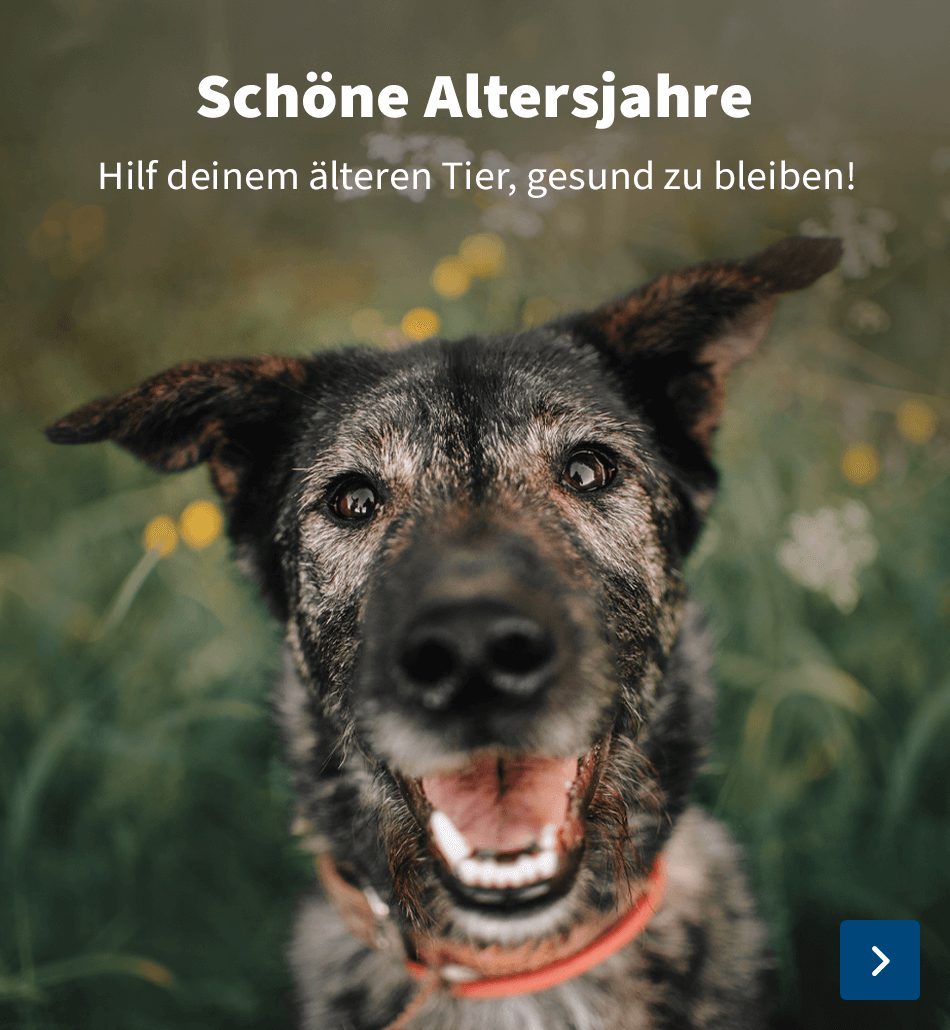 https://www.medpets.de/senior-haustier