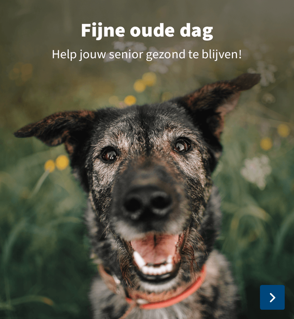 https://www.medpets.nl/senior-huisdier