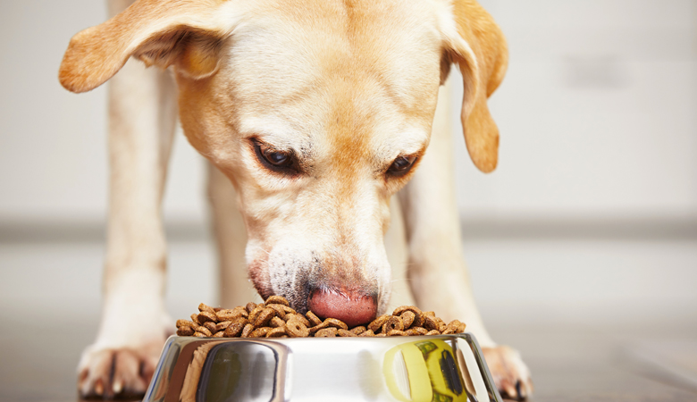  Labrador frisst Trockenfutter aus dem Futternapf