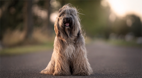 Terrier Tibétain