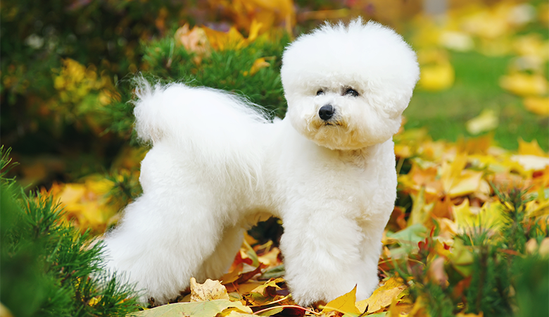 Bichon Frisé