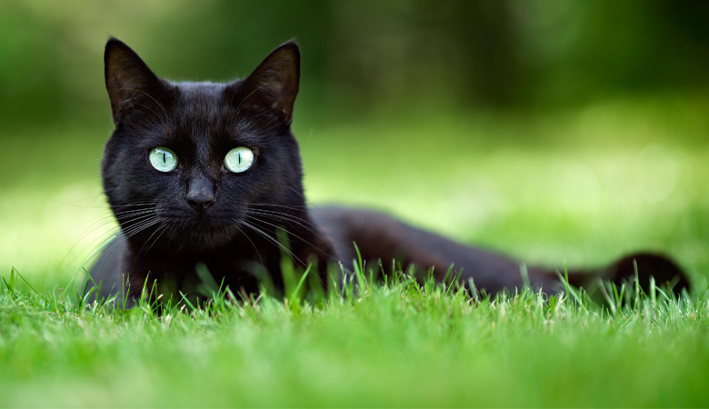 Schwarze Katze im Gras