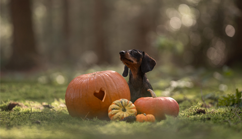 hunde-halloween