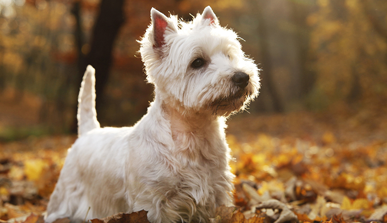 Instinto sexual y comportamiento hipersexual del macho