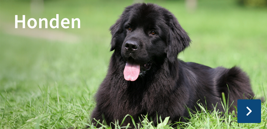 Honden