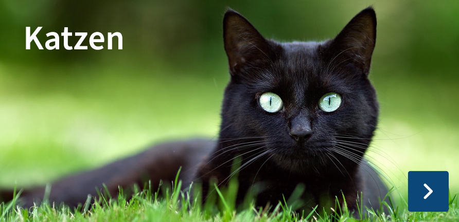 Katzen