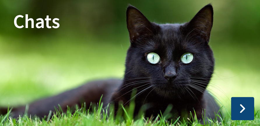 chat