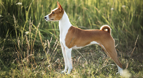 Basenji