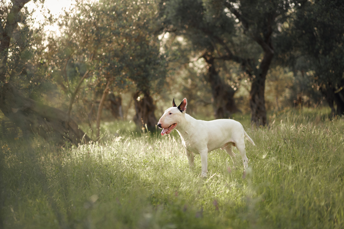 bull terrier