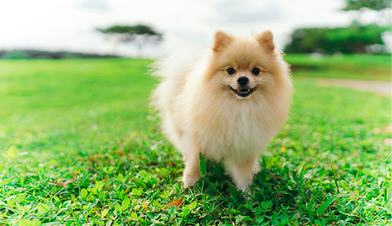 Pomeranian