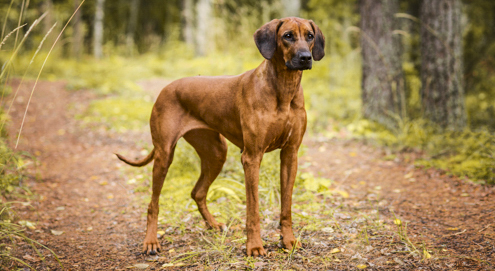 Rhodesian Ridgeback