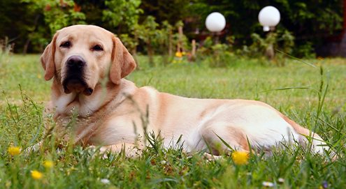 Labrador ligt in gras