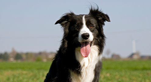 Border Collie kijkt in de camera