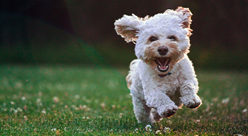 Hond rent vrolijk door grasveld