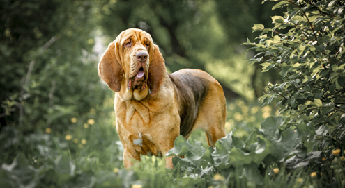 Bloedhond