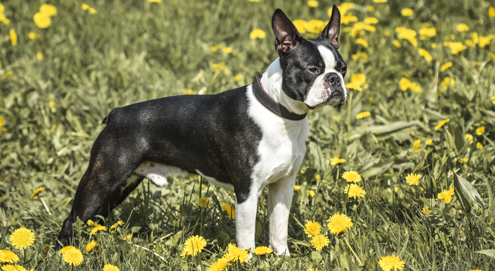 Boston Terriër in het gras