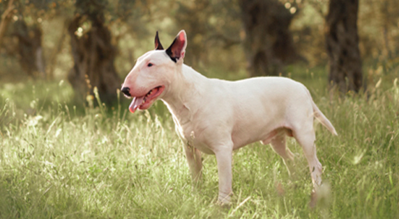 Bull-Terrier