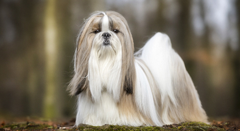 Lhasa Apso staand in het groen