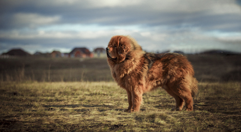 Tibetaanse Mastiff