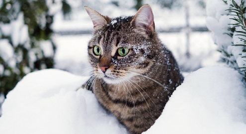 katze