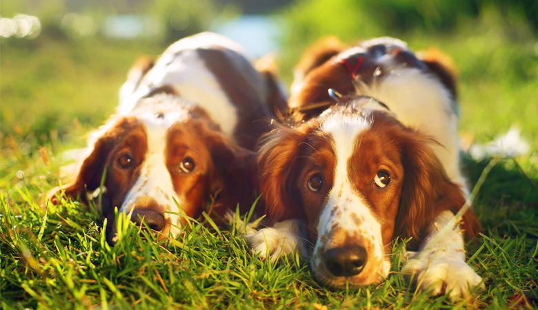 Zwei Hunde liegen nebeneinander im Gras.