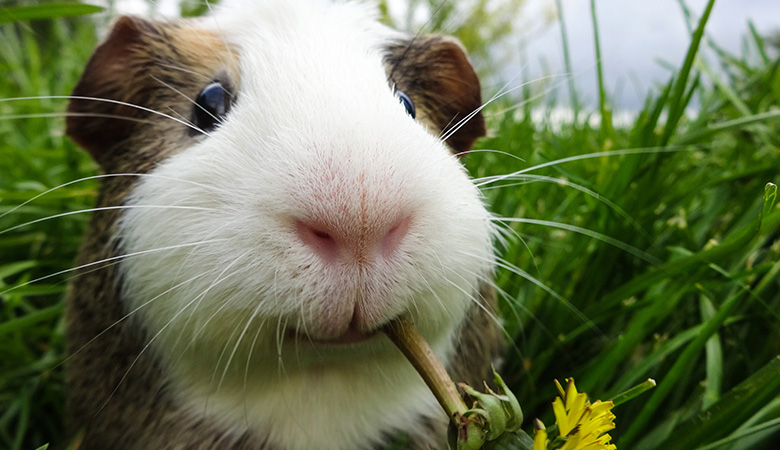 Cavia eet paardenbloem in het gras