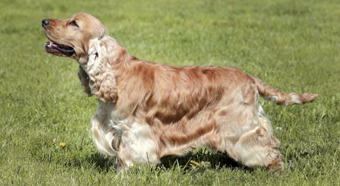 Engelse Cocker Spaniël in het gras