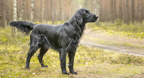 flatcoated-retriever