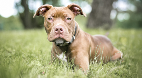 Pitbull in het gras