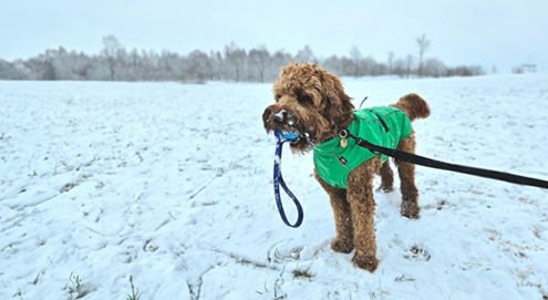 labradoodle-in-de-sneeuw