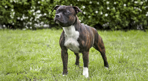 Staffordshire Bull Terriër in het gras