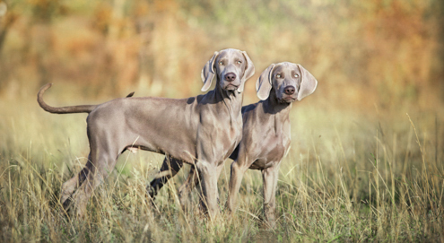 Weimaraners in het gras