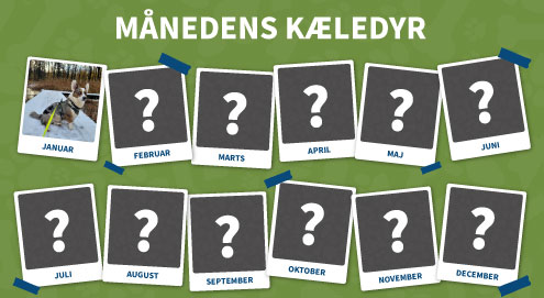 maanedens kaeledyr