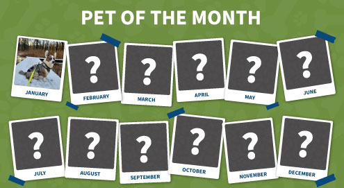 Pet of the month