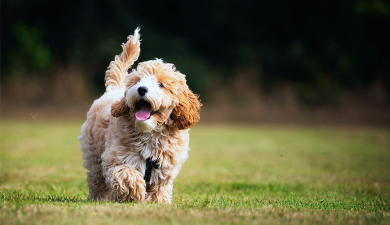 puppy-in-het-gras