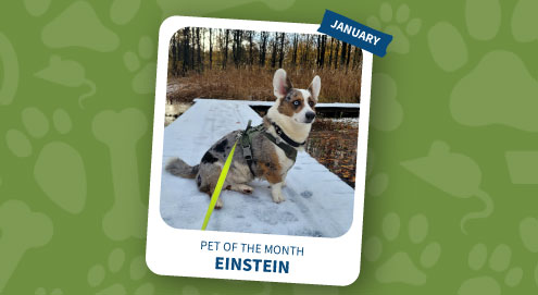 pet of the month january