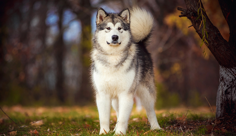 Alaska Malamute, stehend und in die Kamera blickend