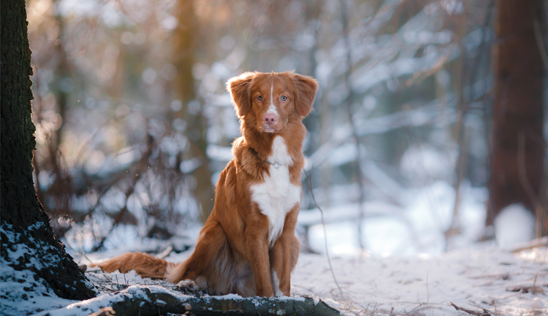 hund-winter