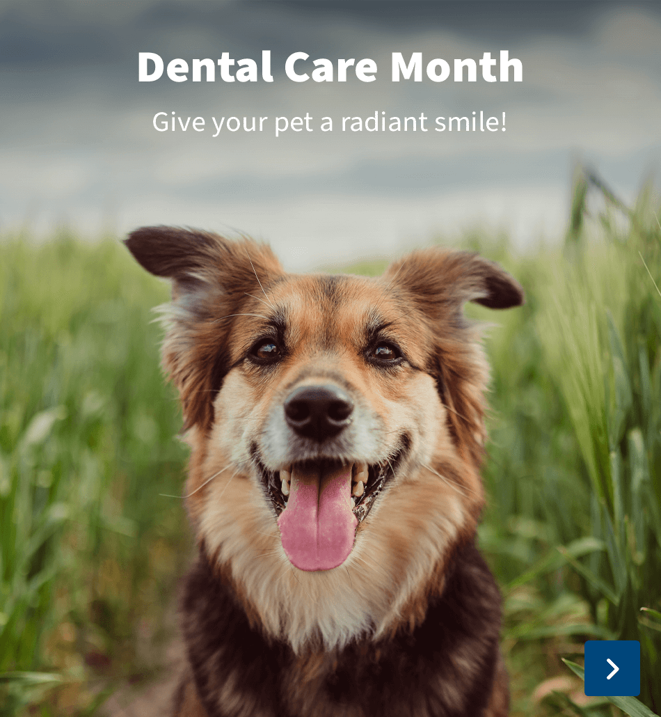 month-of-dental-care