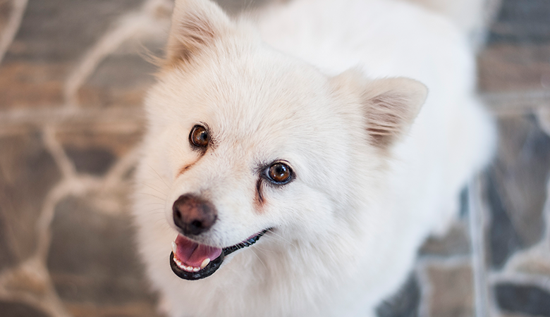 Witte hond met traanstrepen