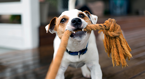 Chien avec une corde à nœuds